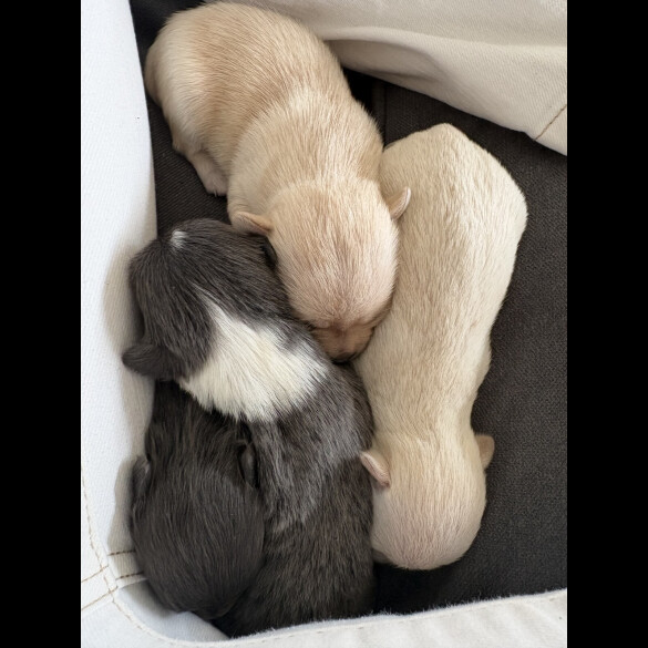 Pomchi
