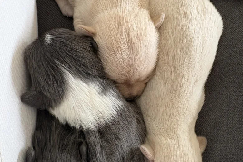 Pomchi