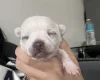 Pomchi