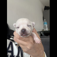 Pomchi