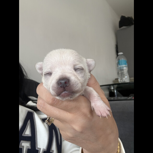 Pomchi