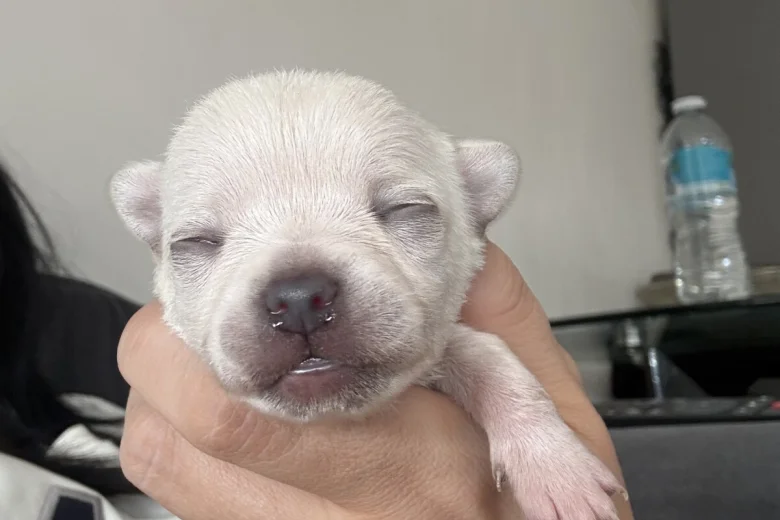 Pomchi