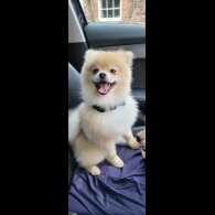 Pomeranian