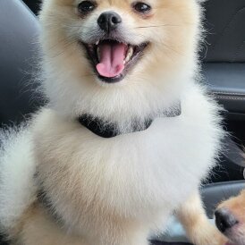 Pomeranian