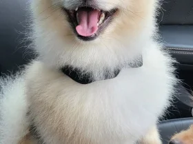 Pomeranian