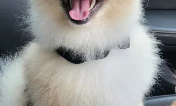 Pomeranian