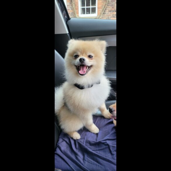 Pomeranian