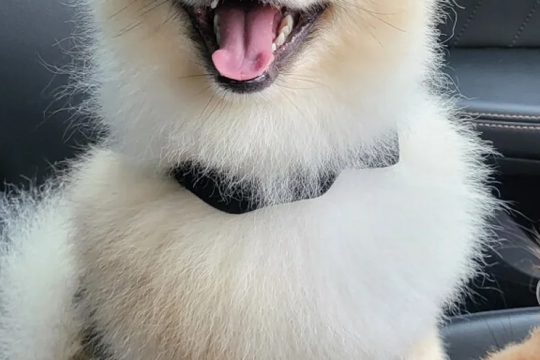 Pomeranian