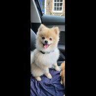 Pomeranian