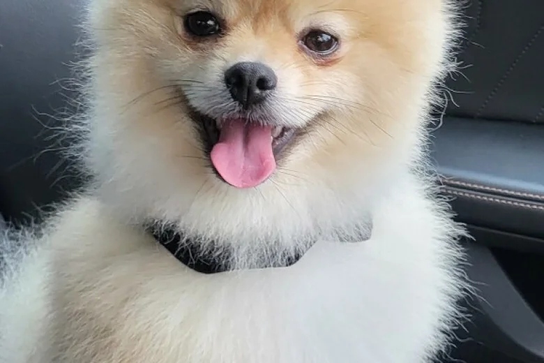 Pomeranian