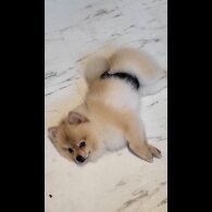 Pomeranian