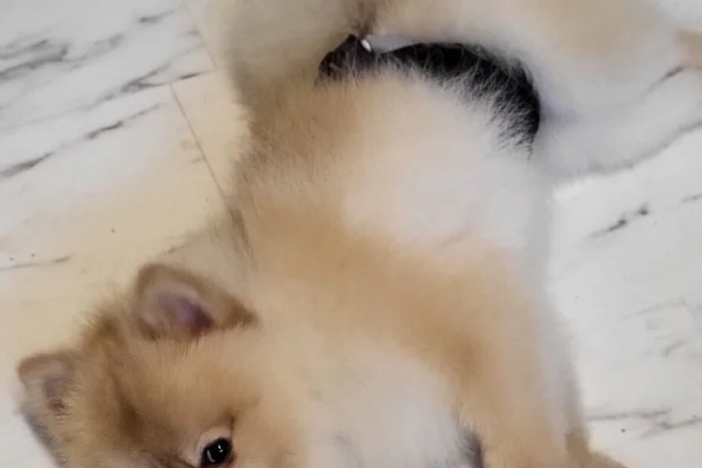 Pomeranian