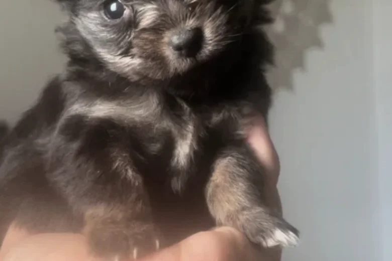 Pomeranian