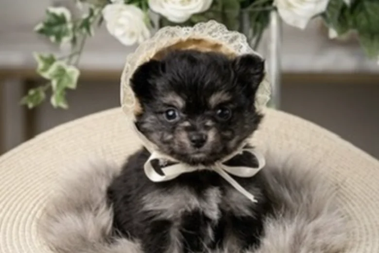 Pomeranian