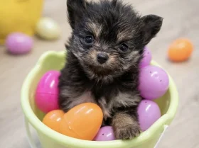 Pomeranian