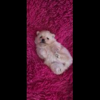 Pomeranian