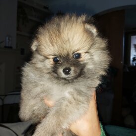 Pomeranian