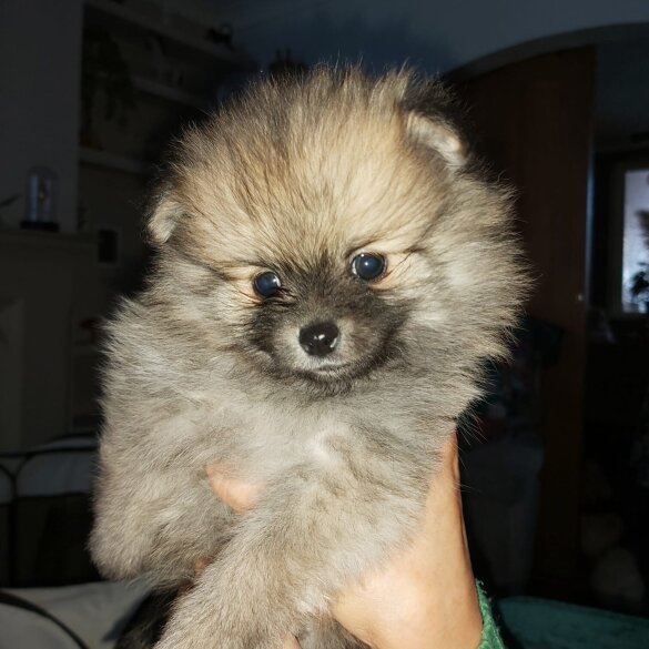 Pomeranian