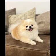 Pomeranian