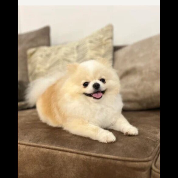 Pomeranian