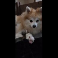 Pomeranian