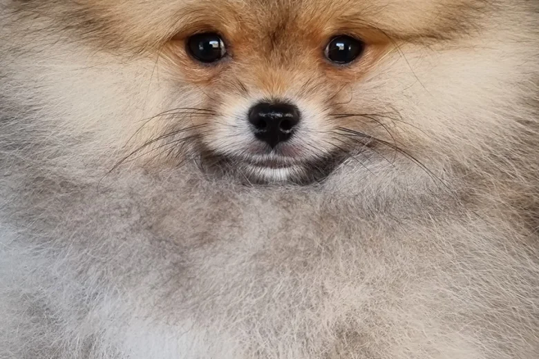 Pomeranian