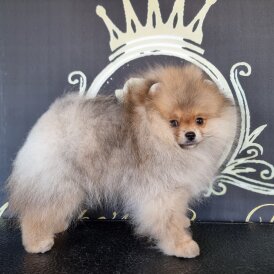 Pomeranian
