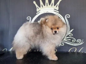 Pomeranian