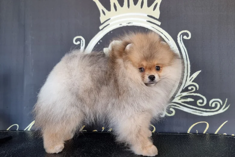 Pomeranian