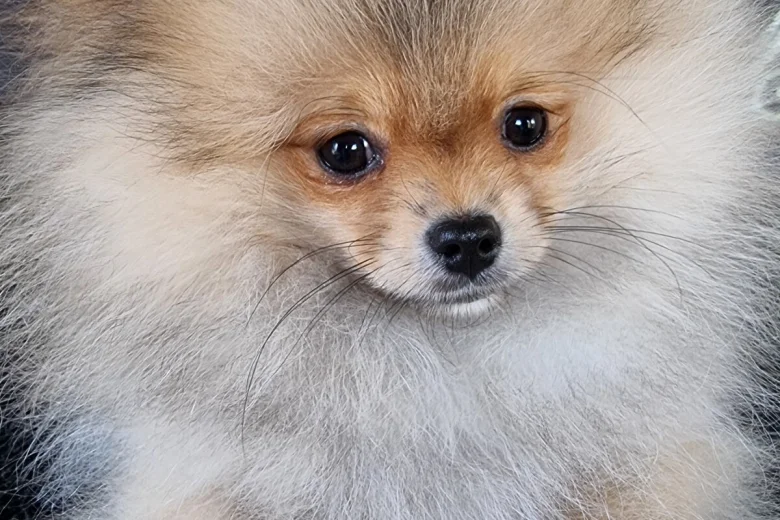 Pomeranian