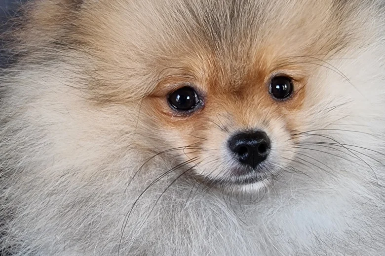 Pomeranian