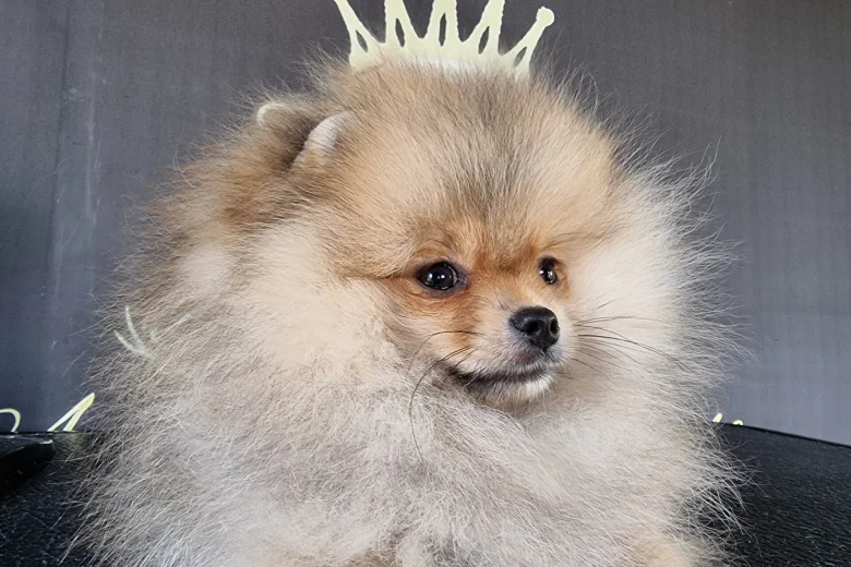 Pomeranian
