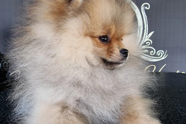 Pomeranian