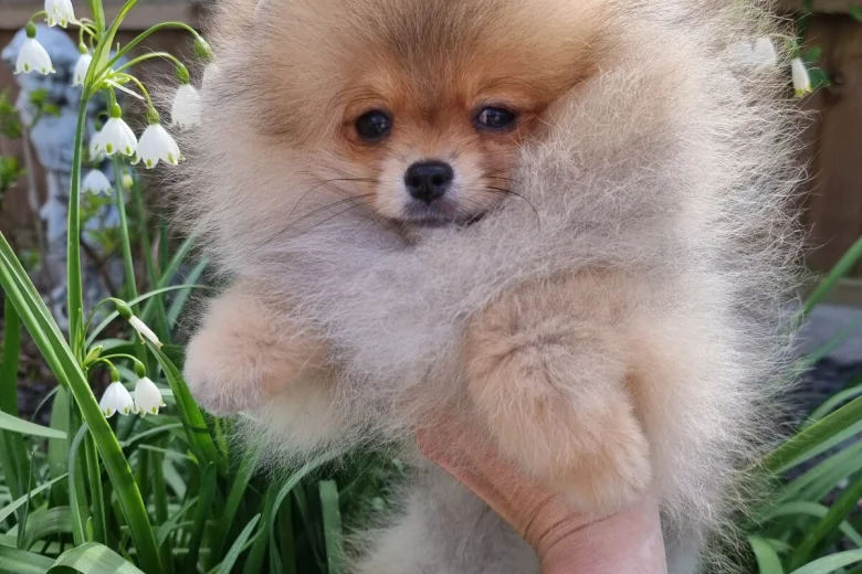 Pomeranian