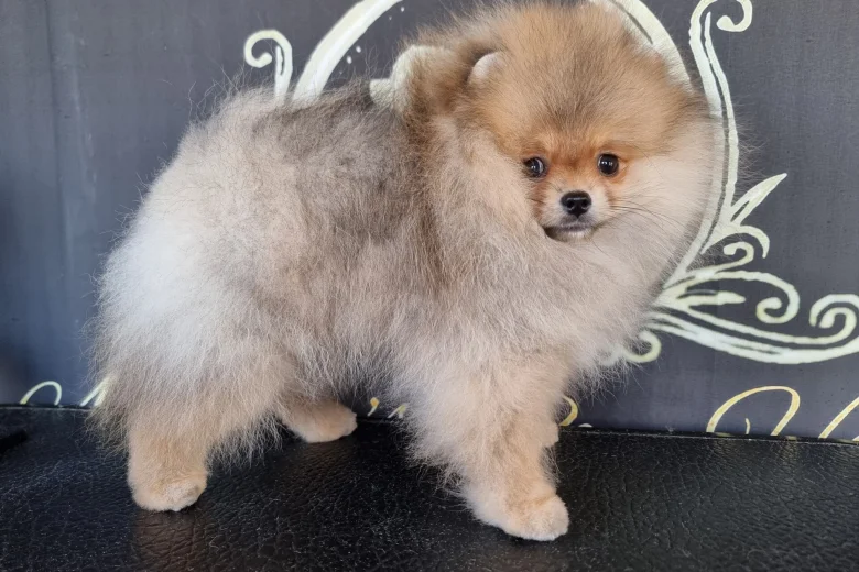 Pomeranian