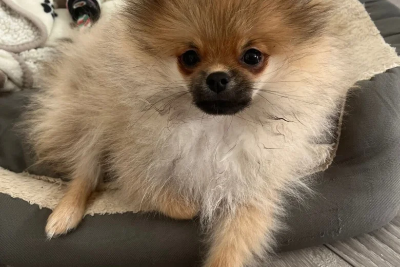 Pomeranian