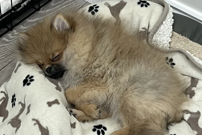 Pomeranian