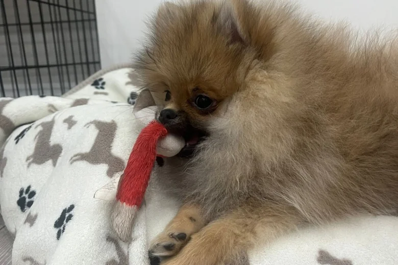 Pomeranian