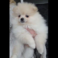 Pomeranian