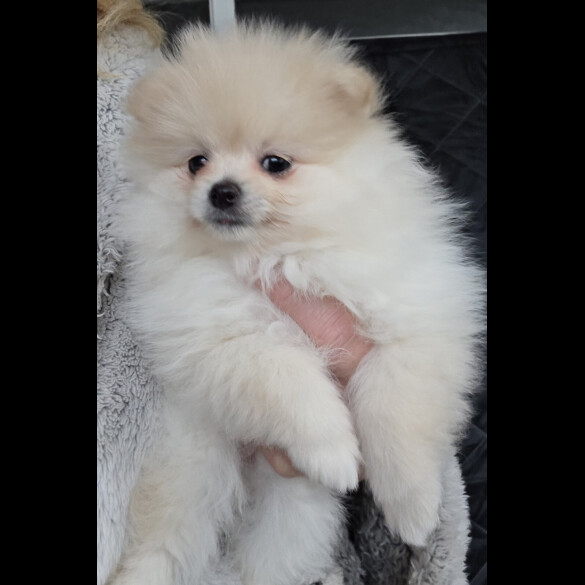 Pomeranian