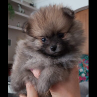 Pomeranian