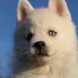 Pomsky