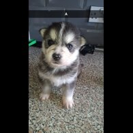 Pomsky