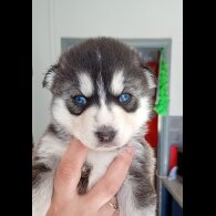 Pomsky