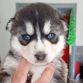 Pomsky
