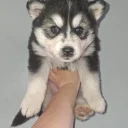 Pomsky