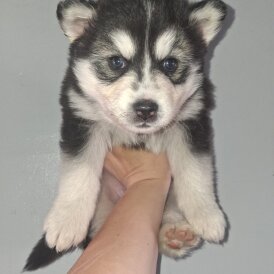 Pomsky