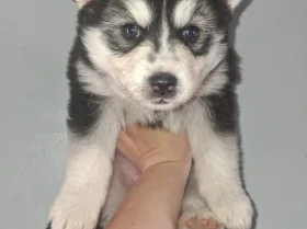 Pomsky