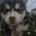 Pomsky