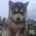 Pomsky